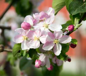 Blühende Kirschblüte an Kirschzweig