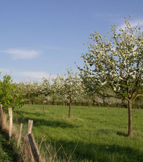 Zauberhafte Rheinische Apfelroute