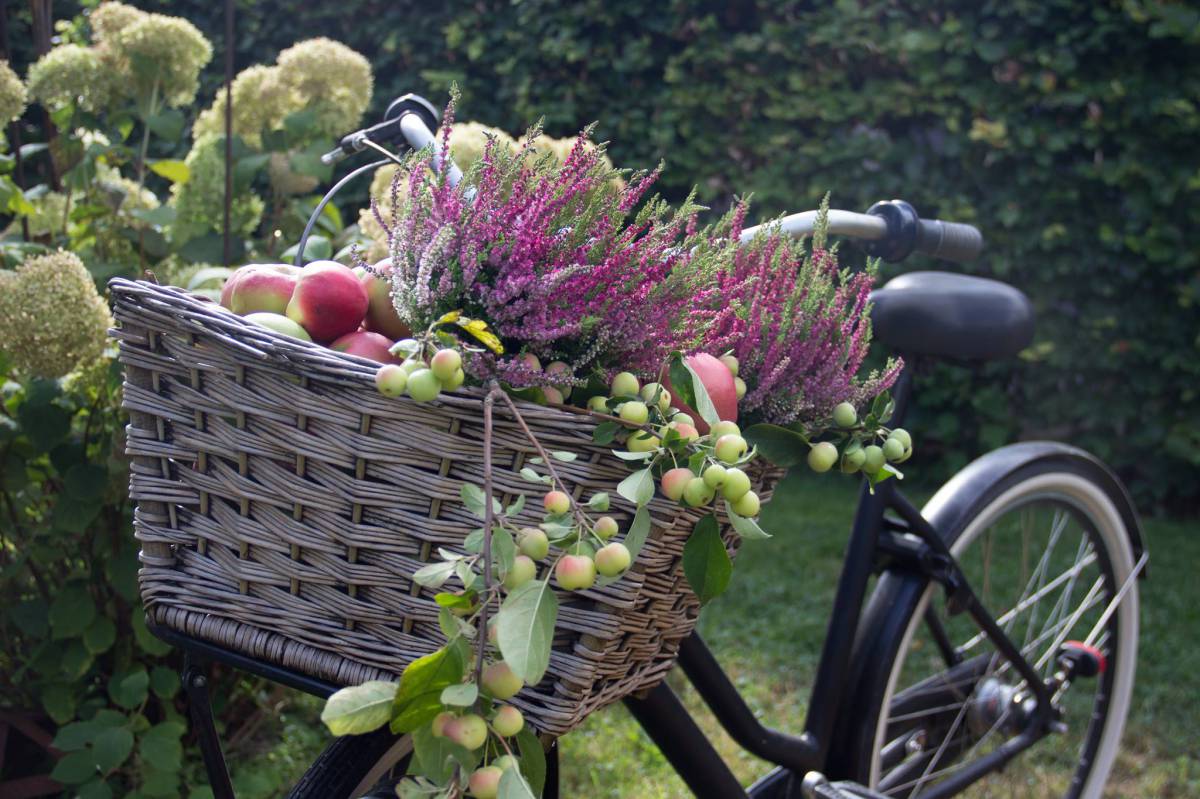 Rad mit Blumen und Äpfel im Fahrradkorb vorne drin