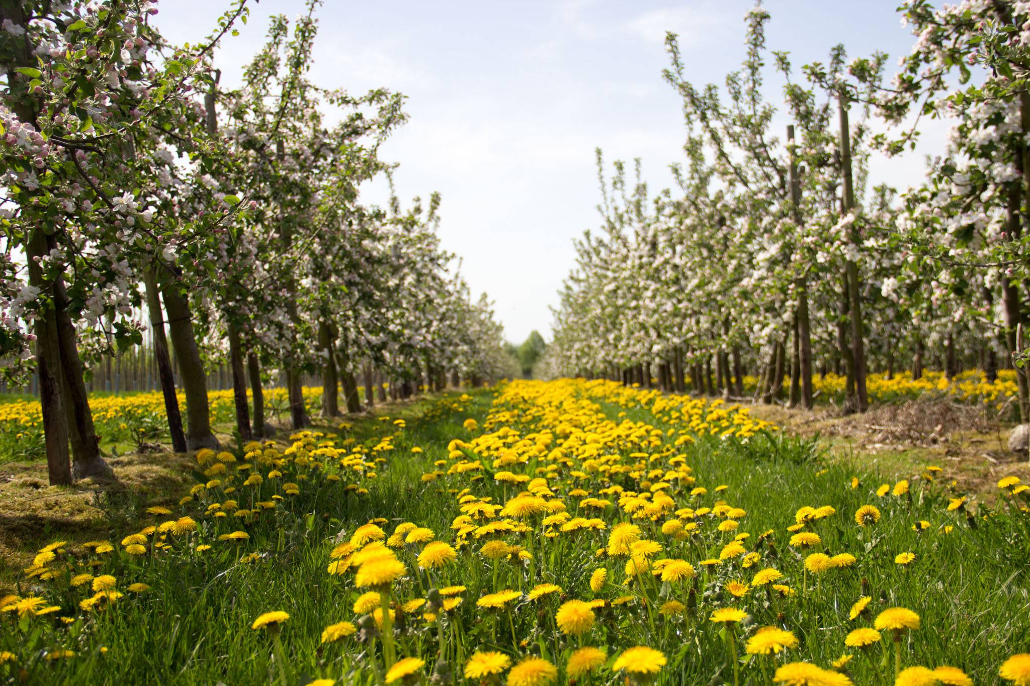 Frühling im Rheinland - Löwenzahn zwischen Apfelbäumen
