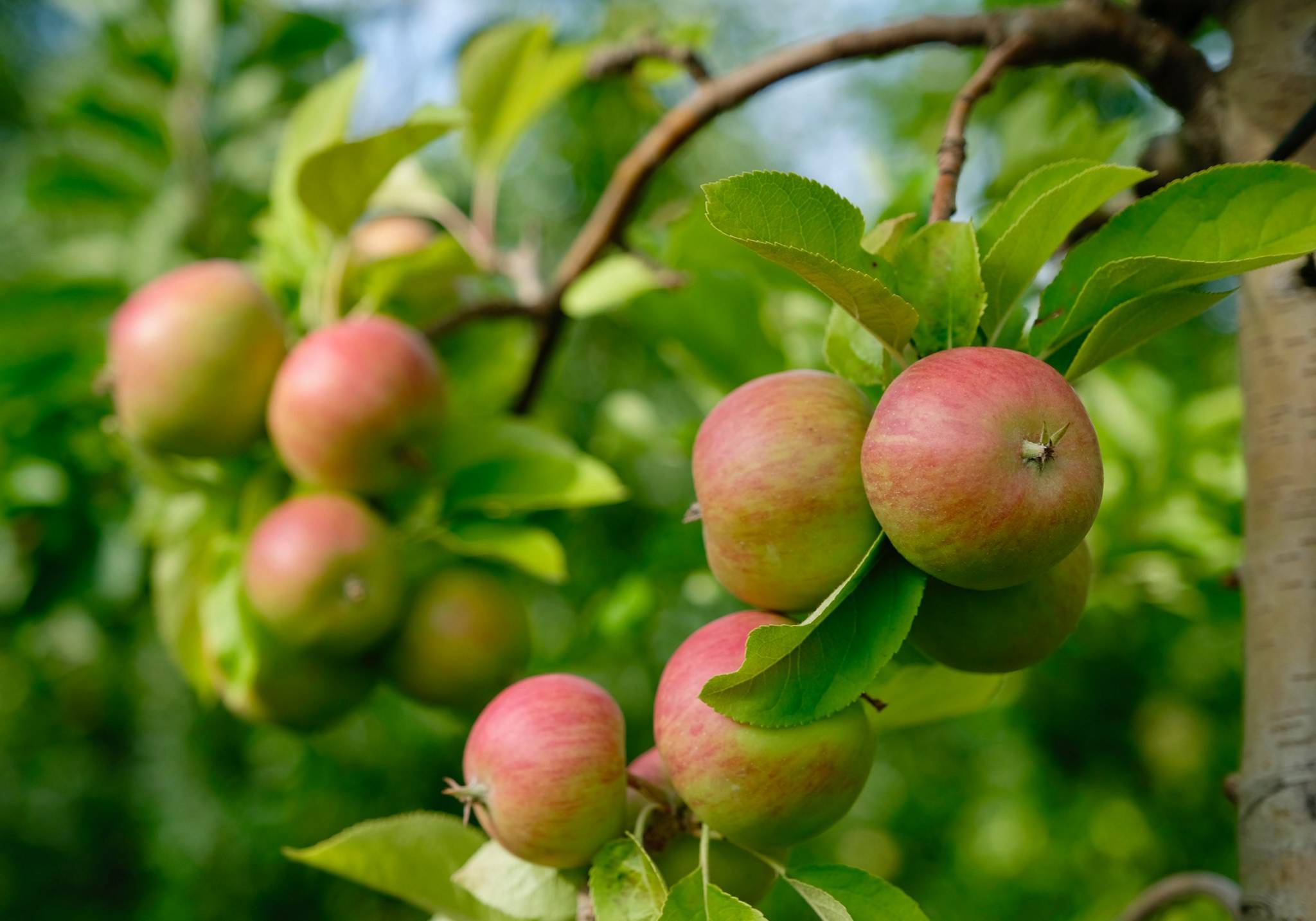 Äpfel am Zweig eines Apfelbaums im Rheintal