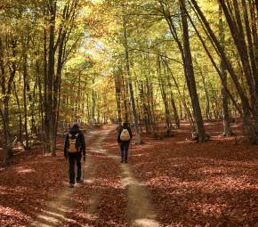 Wanderweg durch den Wald im Naturpark am Rhein