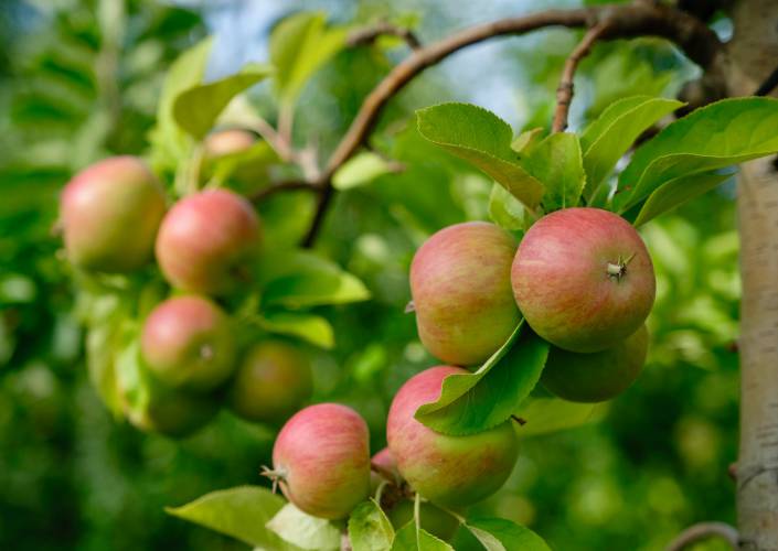 Äpfel am Zweig eines Apfelbaums im Rheintal