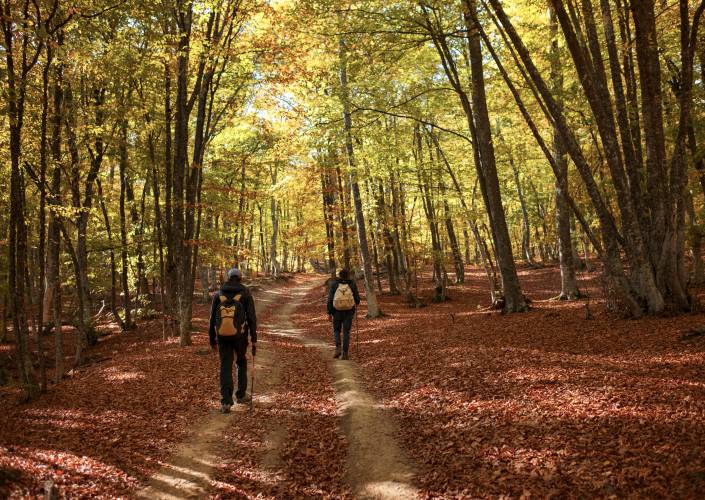 Wanderweg durch den Wald im Naturpark am Rhein