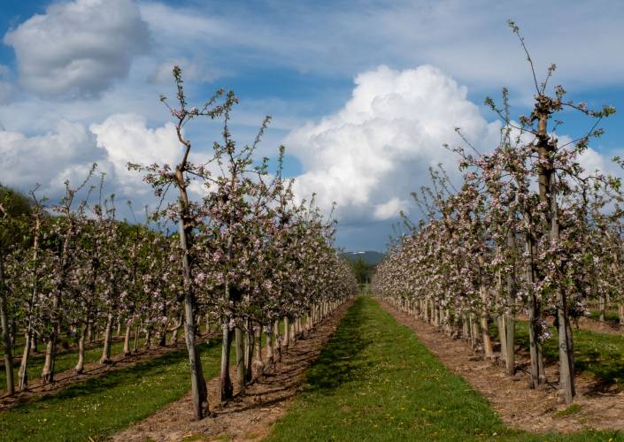 Aktiv im Rheinland - Apfelwiese im Frühling